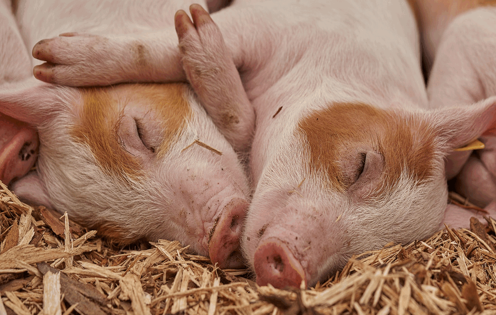 Kad PRASIĆI nisu besni, ni SVINJCI nisu tesni: SPREJ ZA MIR U OBORU zapalio društvene mreže! (FOTO) 